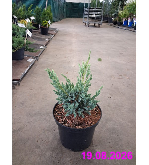 Juniperus squam. 'Blue Compact' C 2 L